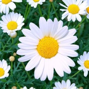 Meet your Posher, Laurie